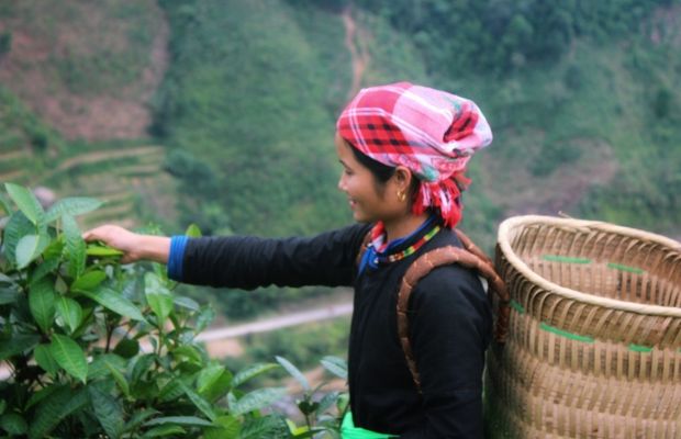 Picking tea leaves in Ban Lien